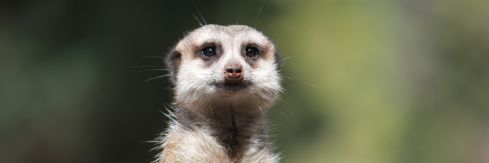 meerkat closeup animal photography