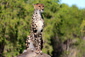 Cheetah           