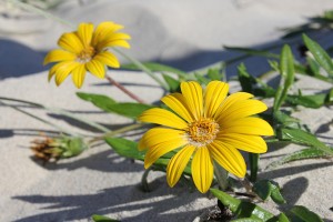Yellow beach flower    